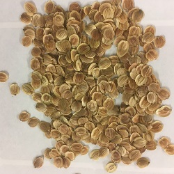 Albion Parsnip Seeds